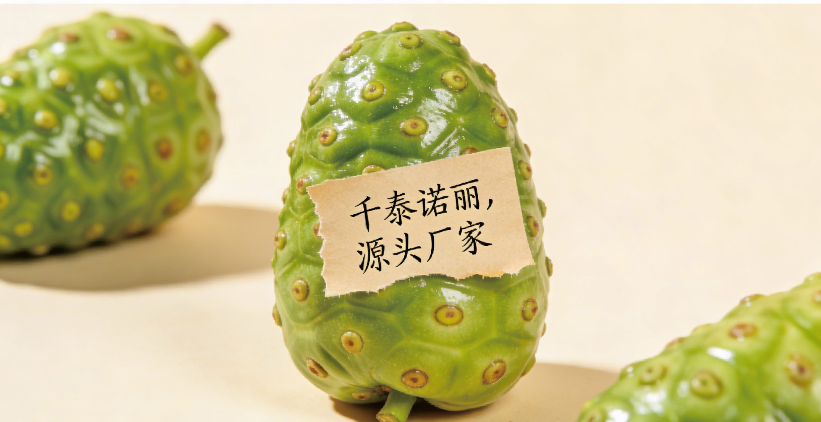 万宁诺丽果代加工诺丽果种植基地