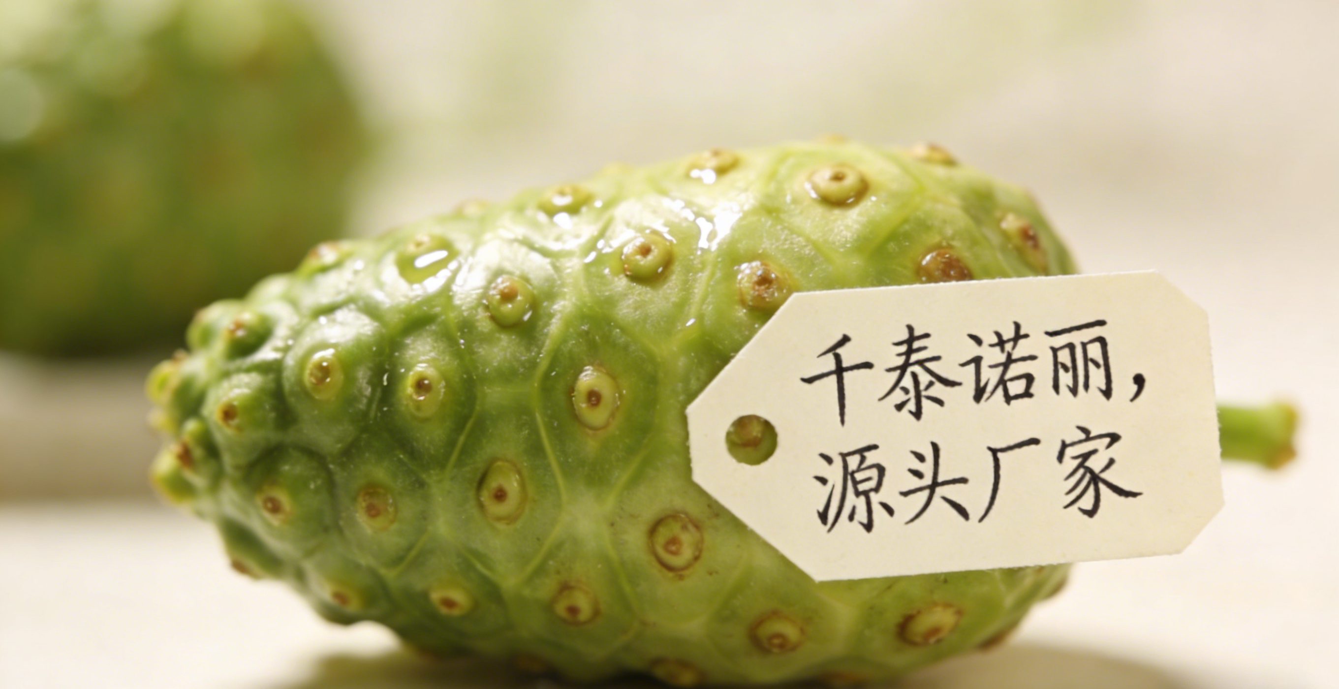 诺丽果批发价格诺丽果种植基地