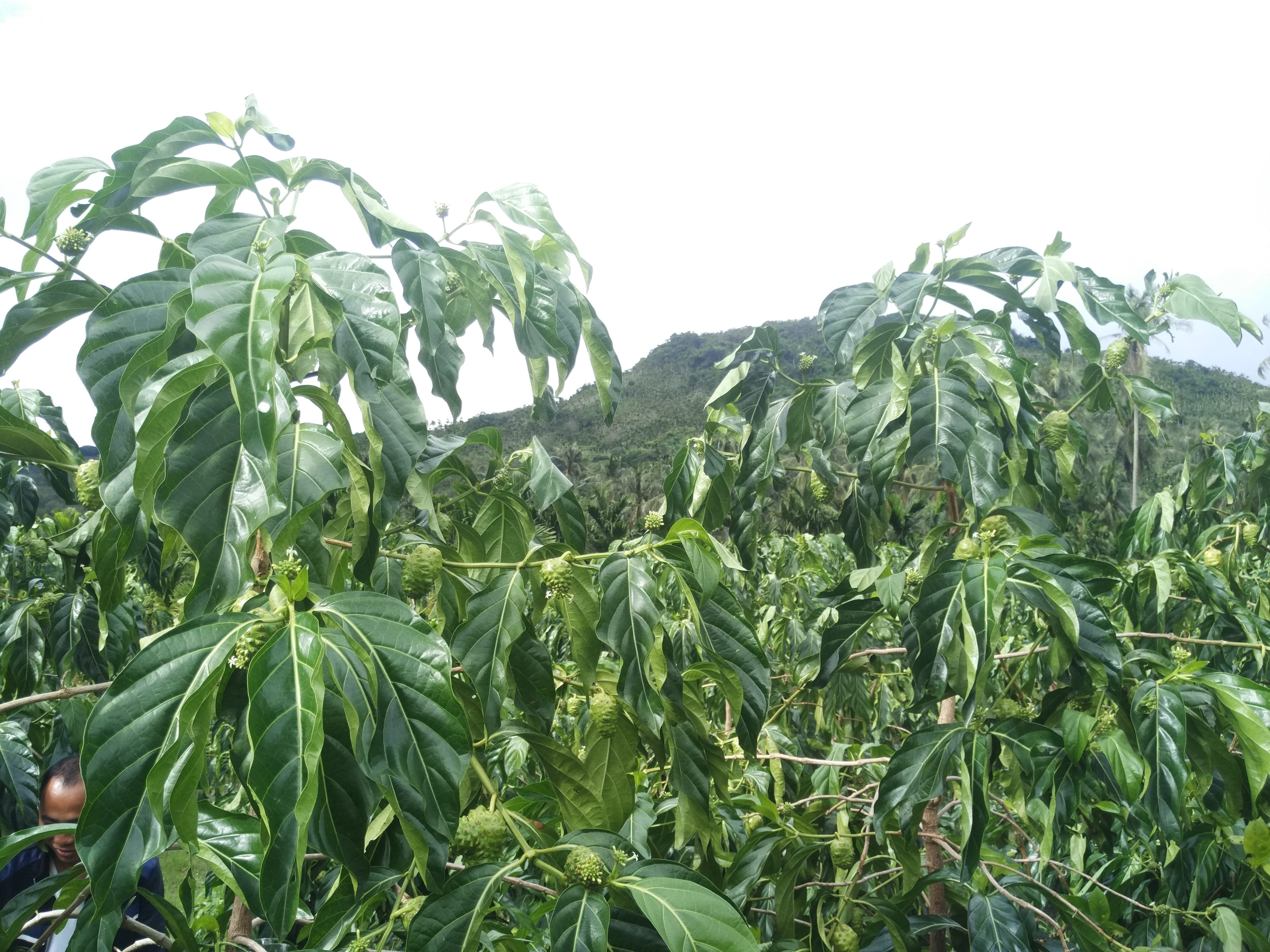诺丽酵素怎么喝产品展示
