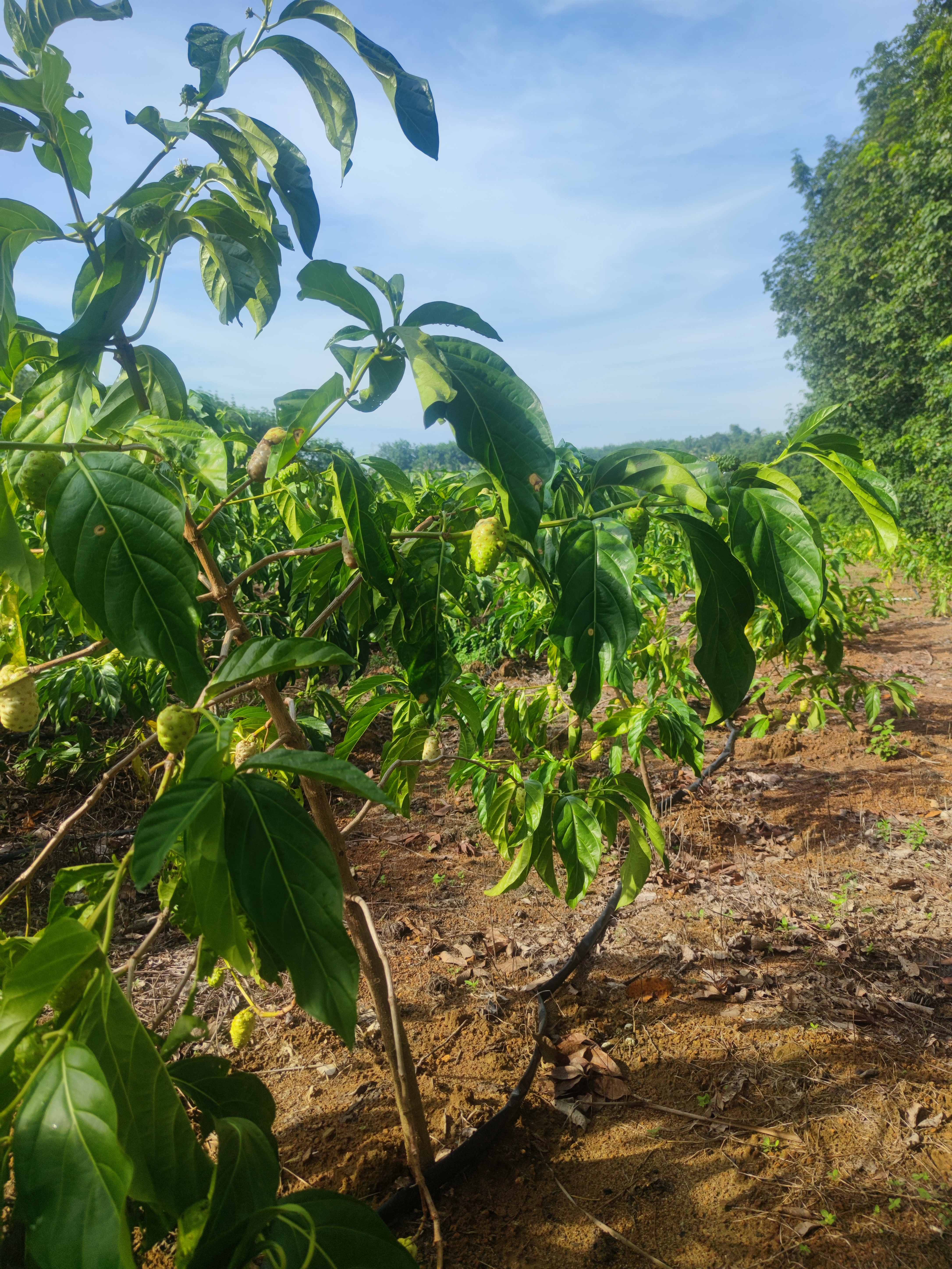 诺丽果产业链诺丽果种植基地